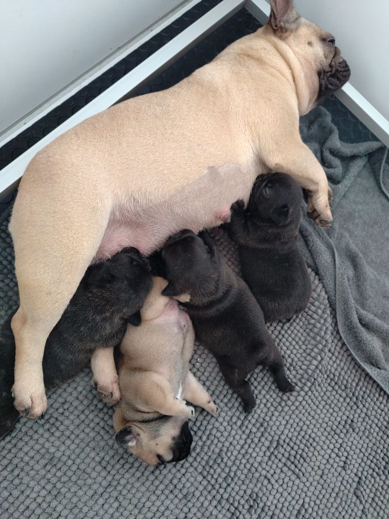 chiot Bouledogue français Du Domaine Du Tandem